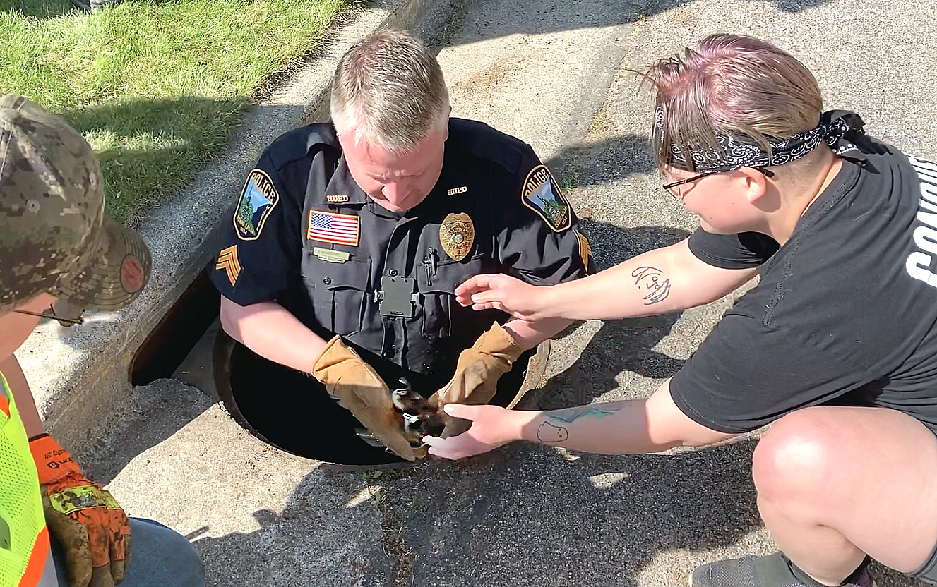 Duck Rescuer Duck rescue | News, Sports, Jobs - The Journal